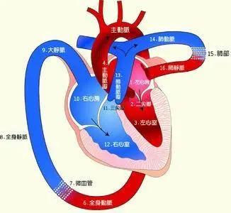 心脏心室心房图流经图片