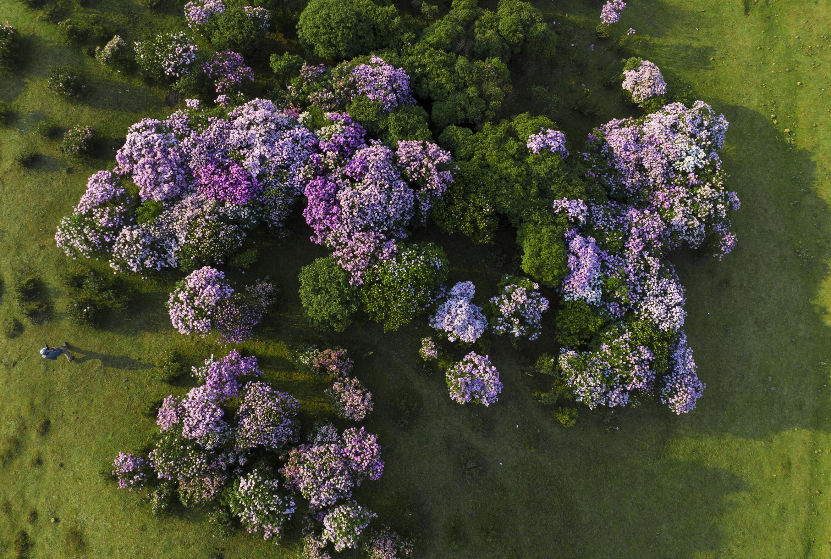 多彩贵州61花漾中国丨千亩红棕杜鹃惊艳了乌蒙草原之巅