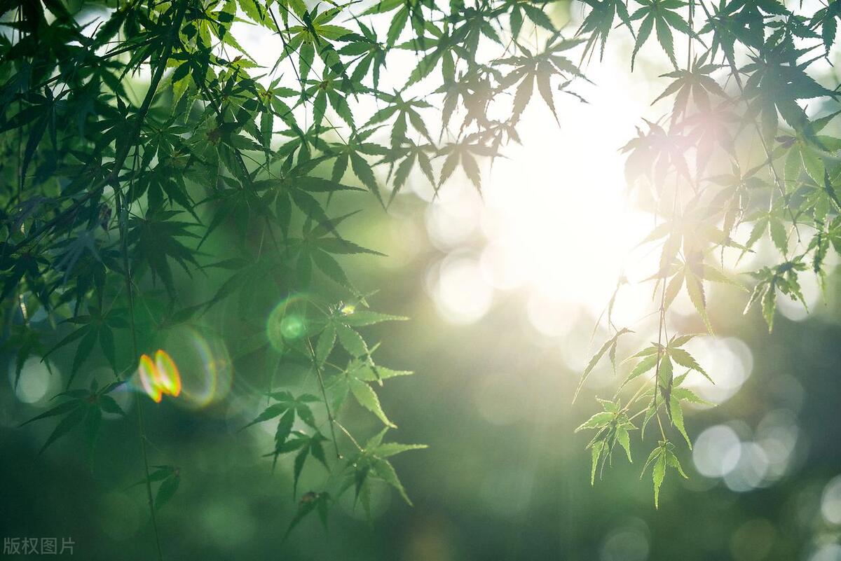 三伏养阳正当时,做好这三件事,阳气充足