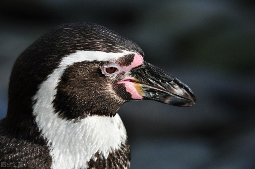 不怕热吗?不但非洲有企鹅,就连赤道附近也有