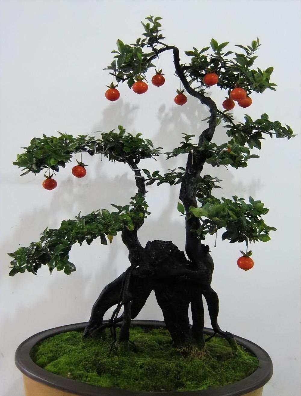 金弹子盆栽为什么这么火?带你了解一下