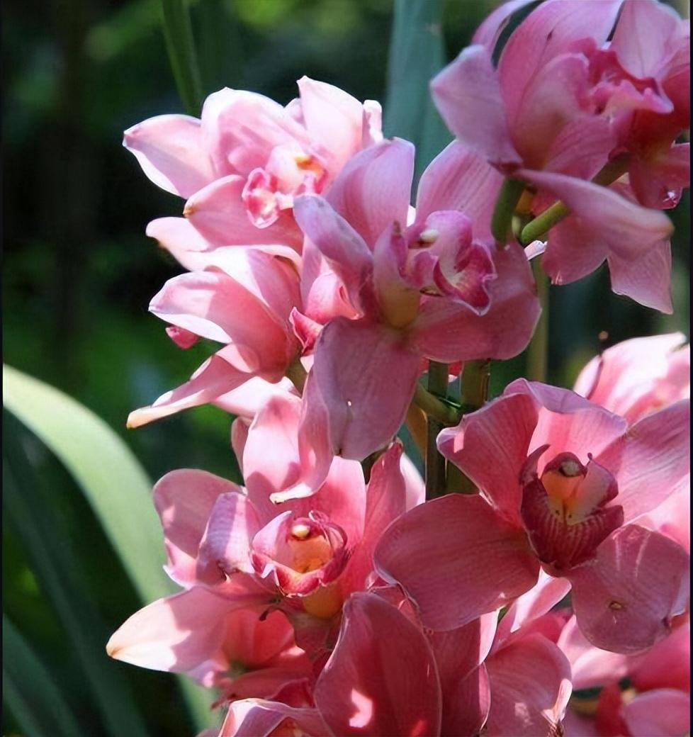 香妃兰是"香花之首",花色艳丽,香气扑鼻,养护简单,花期较长