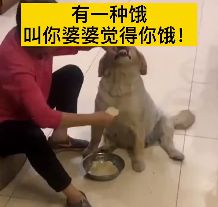 狗狗被婆婆塞饭!真是像极了奶奶喂孙子