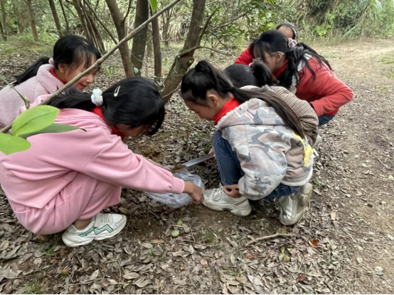 澧县澧南镇光彩希望小学:走进澧水南岸,倾听油茶花语