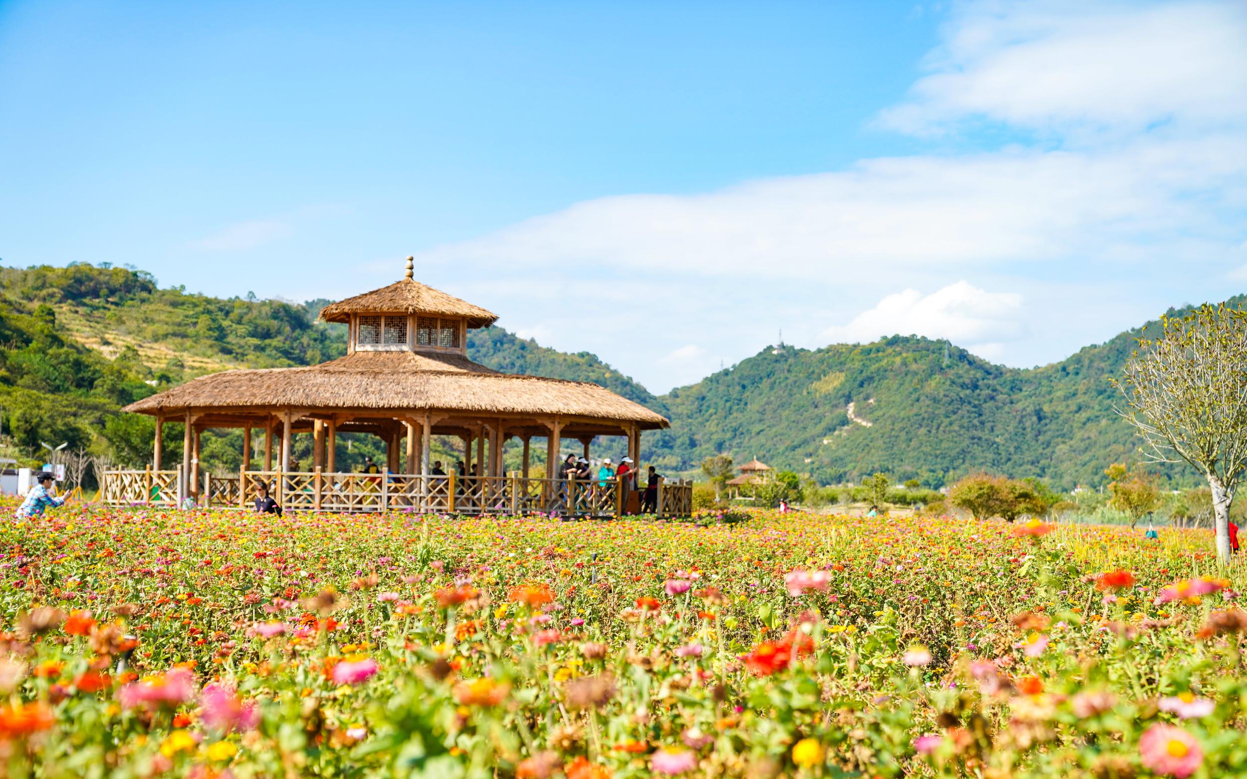 在乐清邂逅粉色花海