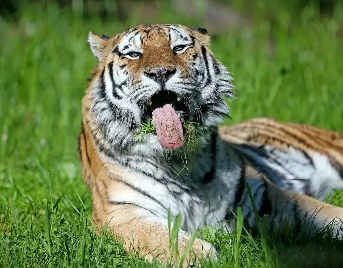食草动物能吃肉,食肉动物能否吃草?为什么?