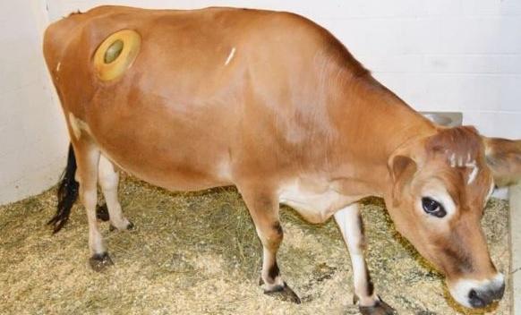 牛身穿洞,还是常伸手进去掏?人为什么要这么做?牛疼不疼?