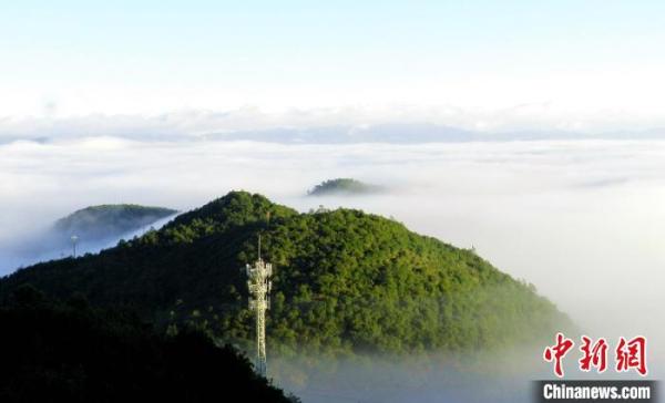 云南无量山发现中国鸟类新记录种—白腹针尾绿鸠