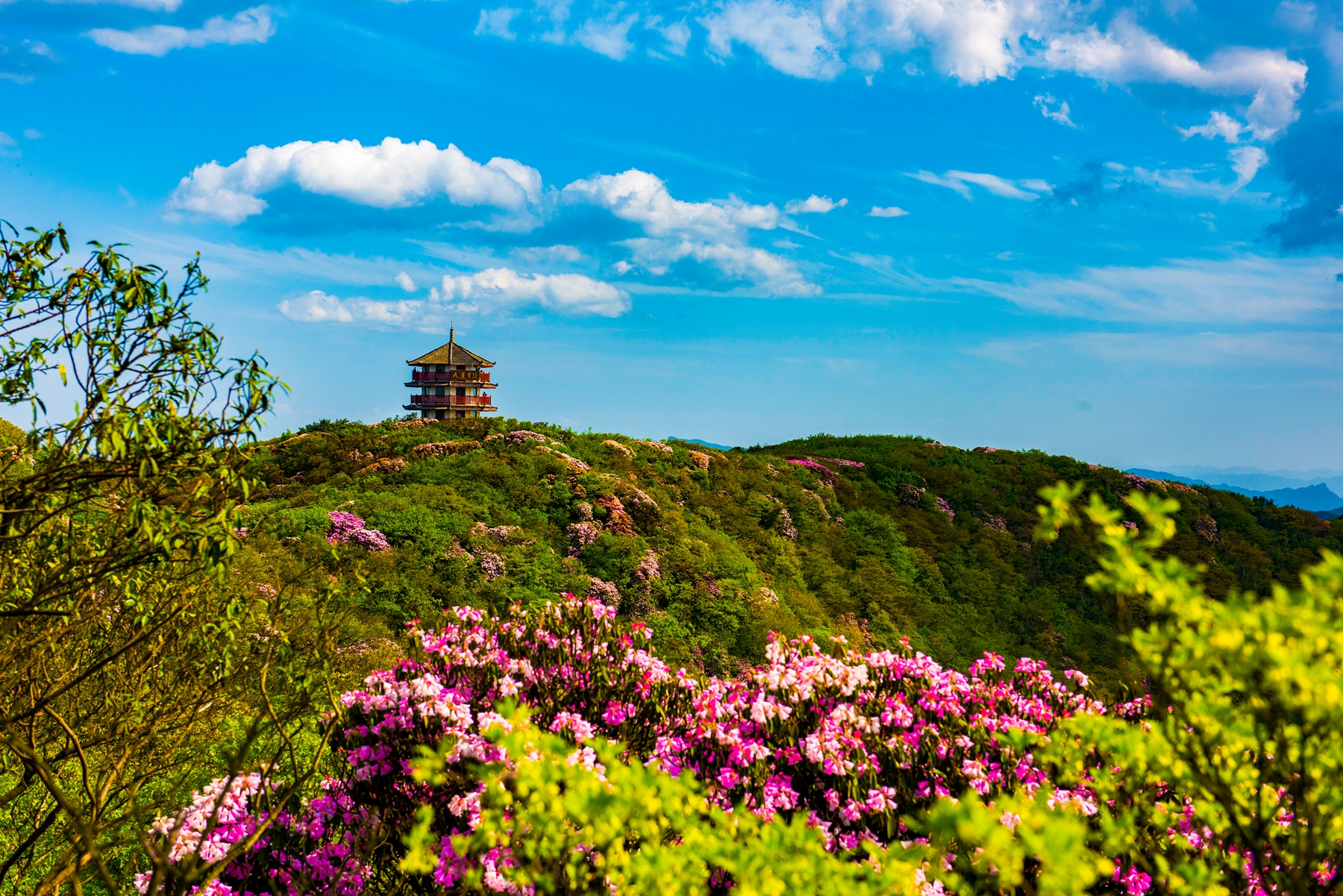 金佛山杜鹃花公园图片