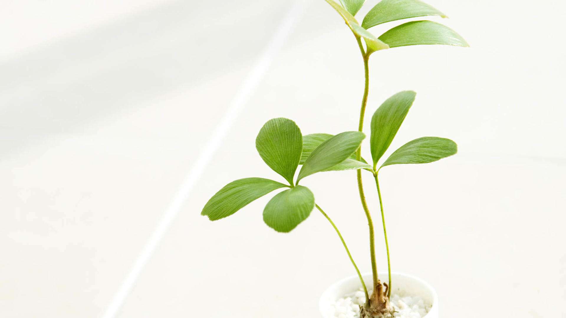 趣味测试,4种绿植你认为哪一种最顽强?测试下你最近有什么好事