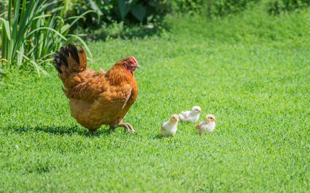 母雞吃什麼飼料可以多產蛋?我來告訴你