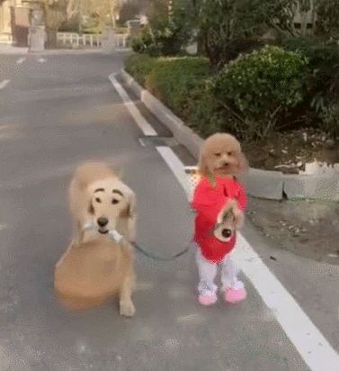 如果你有养泰迪的话,你就知道,泰迪是一只去到哪里都能活跃起来的狗