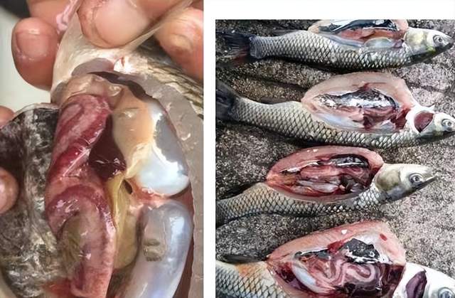 鱼发生肠炎怎么治疗?