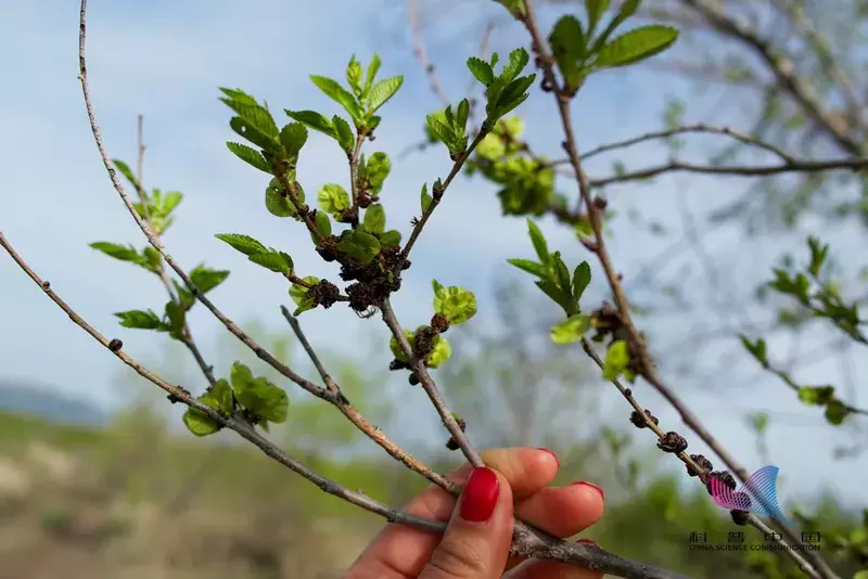 玩了几年的蚂蚁森林,这些树的"特技"你都不知道?