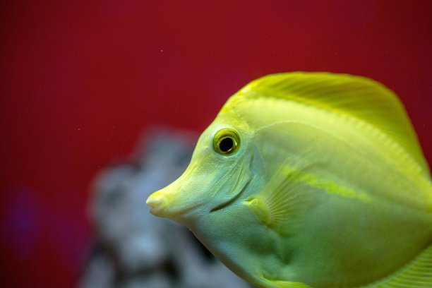 亚甲基蓝可以治疗鱼什么病?