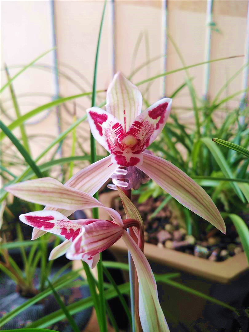 莲瓣兰三星蝶中的优秀兰艺佳品——玉兔彩蝶,布局别致,色彩斑斓