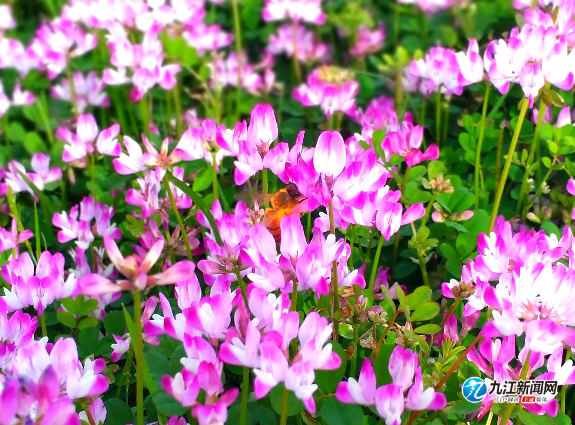 紫云英开了,江西鄱阳湖畔的紫色花海