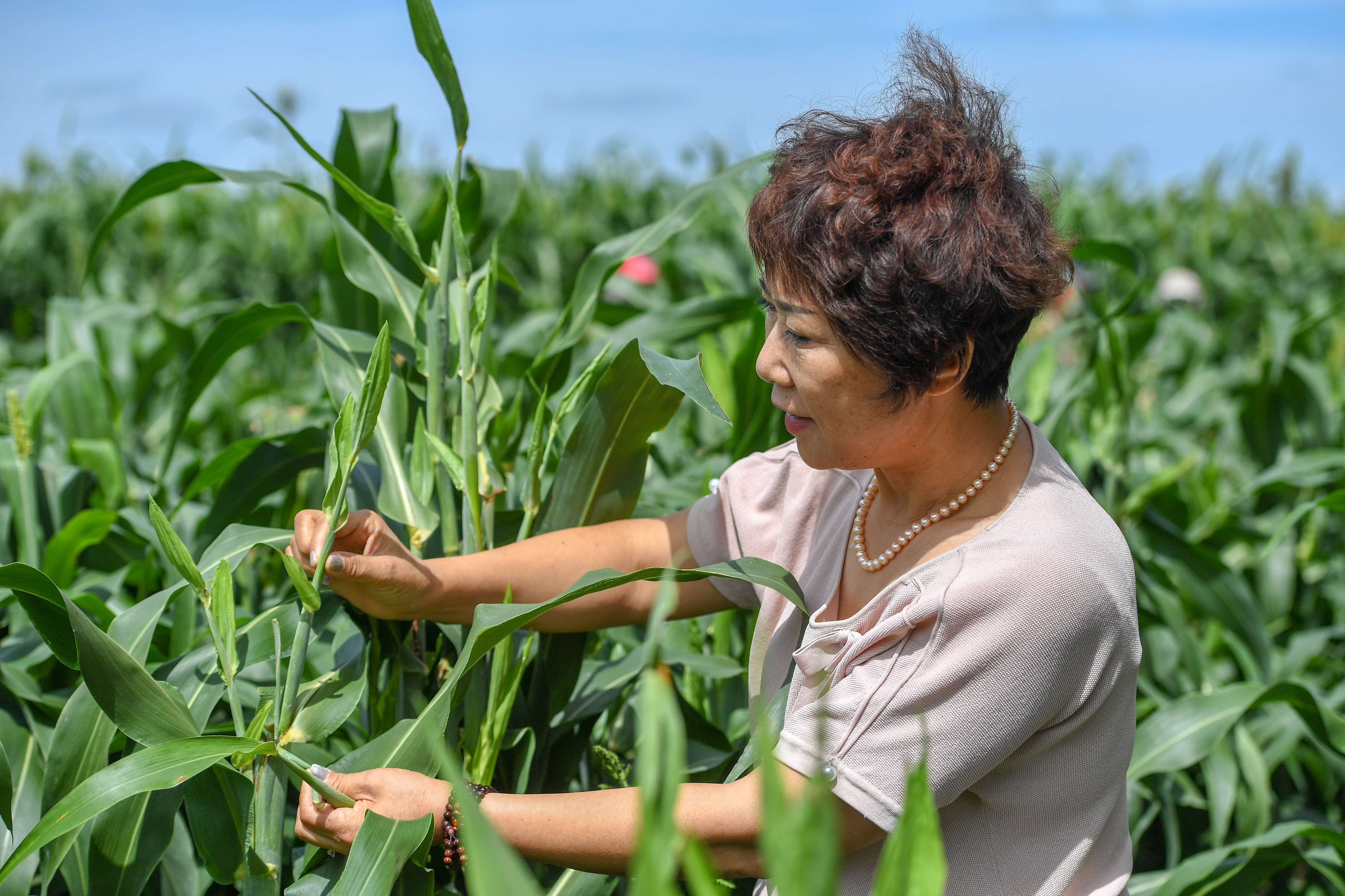 吉林安石:乌米变成"致富宝"(1)