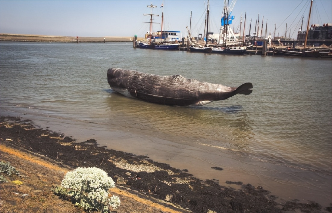 鲸爆到底有多可怕?9米长鲸鱼现身大连海滩,嘴里已鼓起一个大包