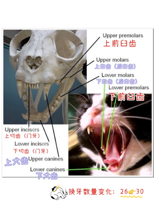 猫换牙齿的常见症状应该注意什么?
