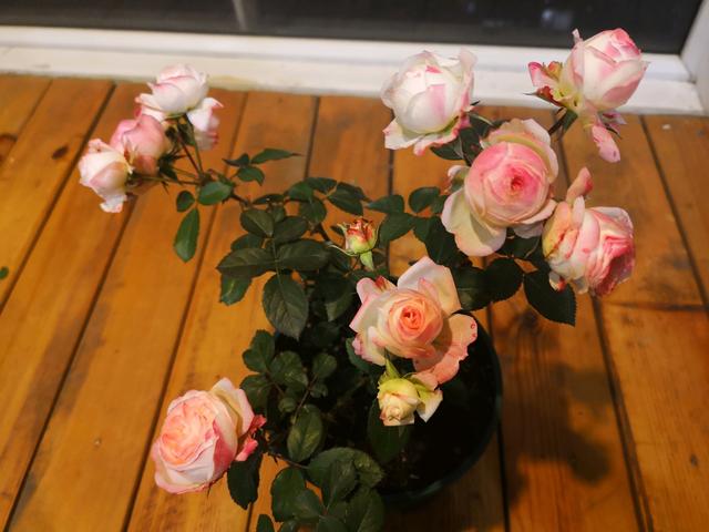 微月中不要错过这6个品种,专为阳台而生,在家也能养月季了