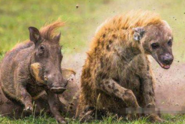 鬣狗活吃怀孕疣猪图片
