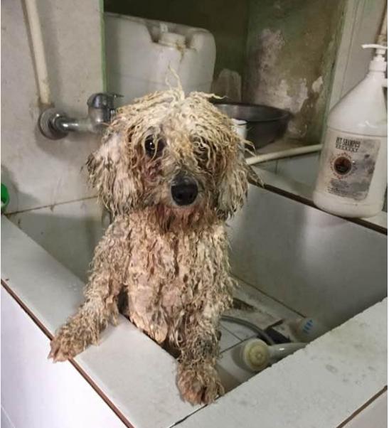 养了比熊犬后,你不得不承认的6个事实!