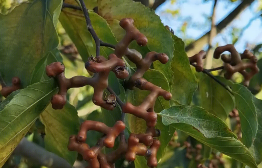 拐枣,霜打后甜似蜜,有4大功效,农友要了解!