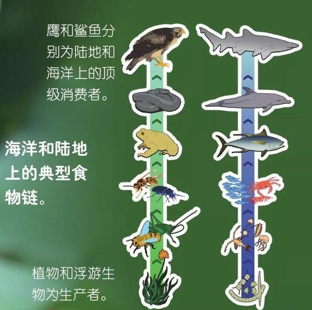 食物链中越上级的生物繁殖能力越弱,是真的吗?为什么?
