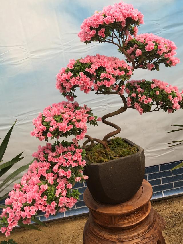 盆景杜鹃花该怎防治病虫害?杜鹃花盆景病虫害发生规律和提前预防