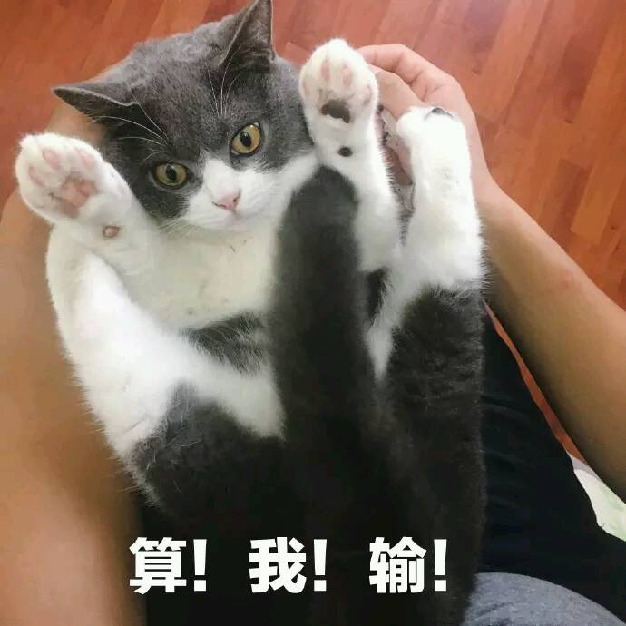 就算再愤怒,也不要"打猫",过来人告诉你原因