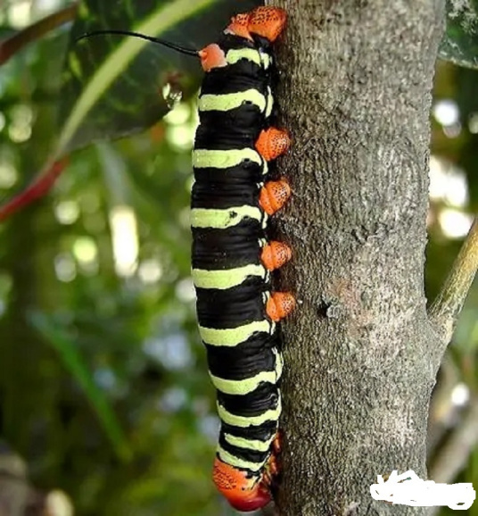 毛毛虫品种有哪些?