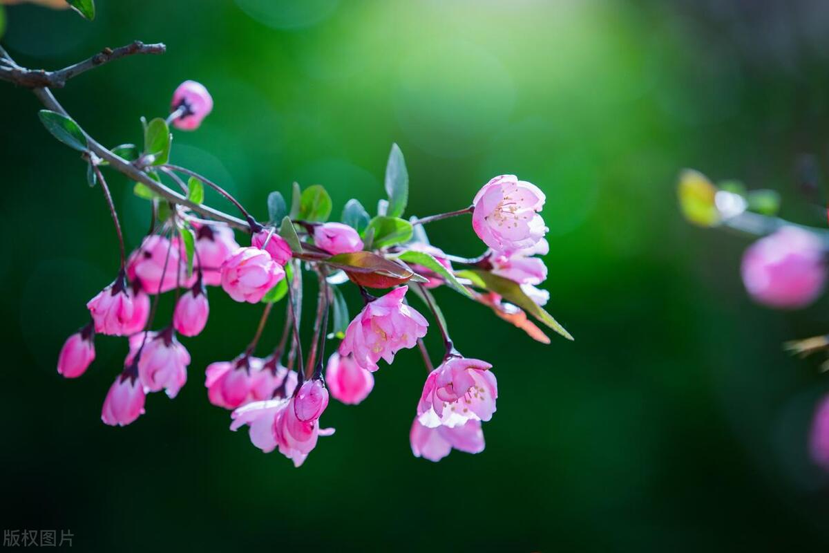 春暖花开经典的唯美句子