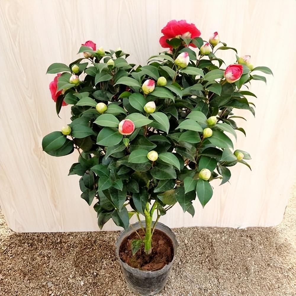 别养月季了,此茶花花色艳丽,香味浓郁,一开就是小半年