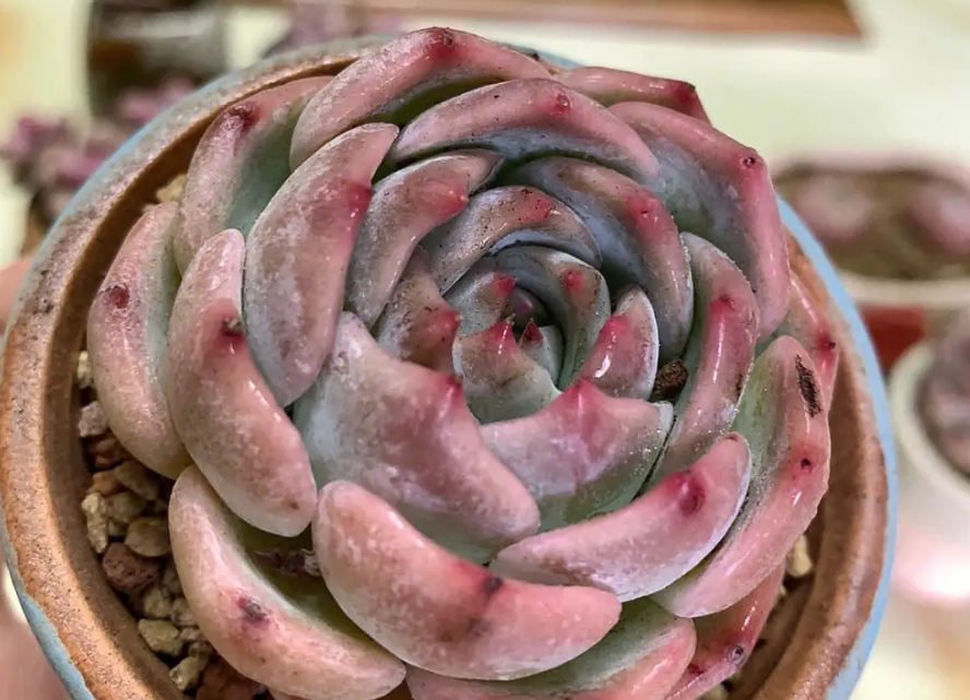 多肉颂歌名头不响亮?没关系,还可以叫卡洛琳!反正好看就是任性