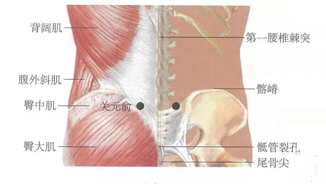 穴位知识:关元俞,治元阳虚衰,阳痿早泄,女子癓瘕等