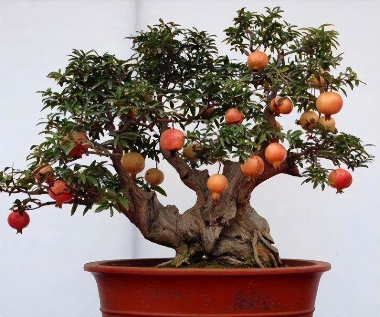 花艳果大的石榴,盆栽养护教你小技巧,开花多结果多,能看还能吃