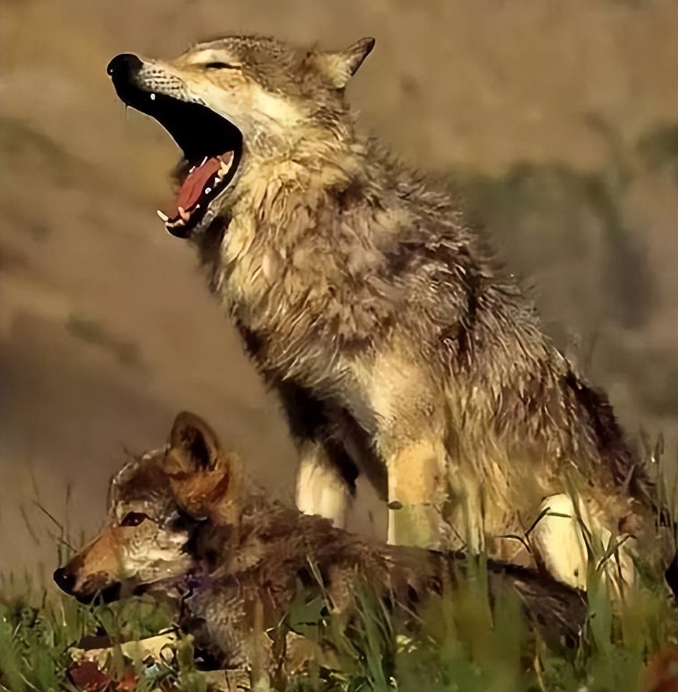 "狼狈为奸"中的狈,到底是什么生物?看完或许心中就有答案了