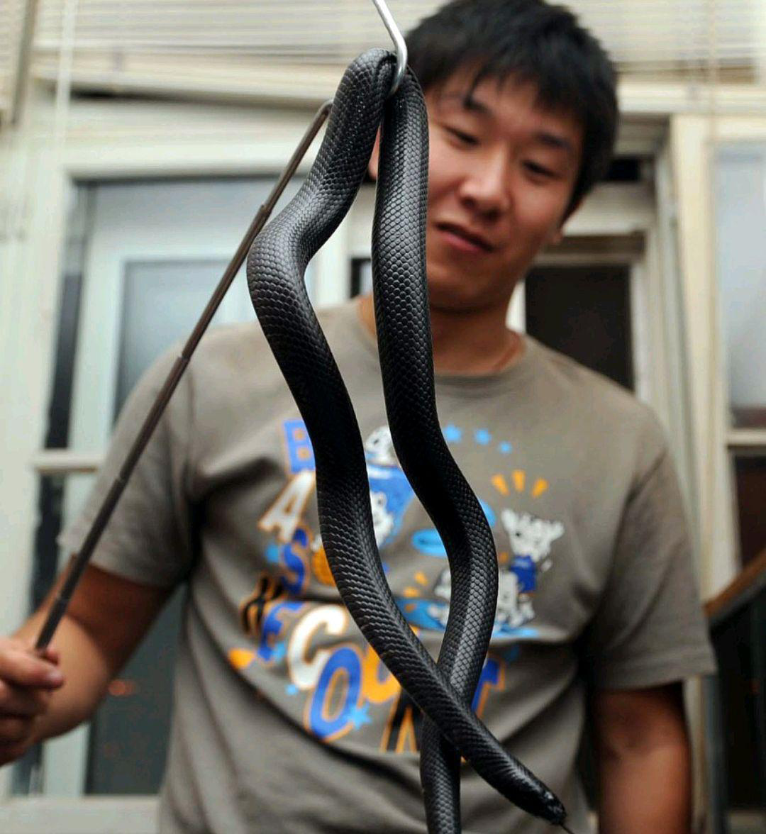 农村老话说家蛇不能打,到底能不能打?这里面还真有点门道