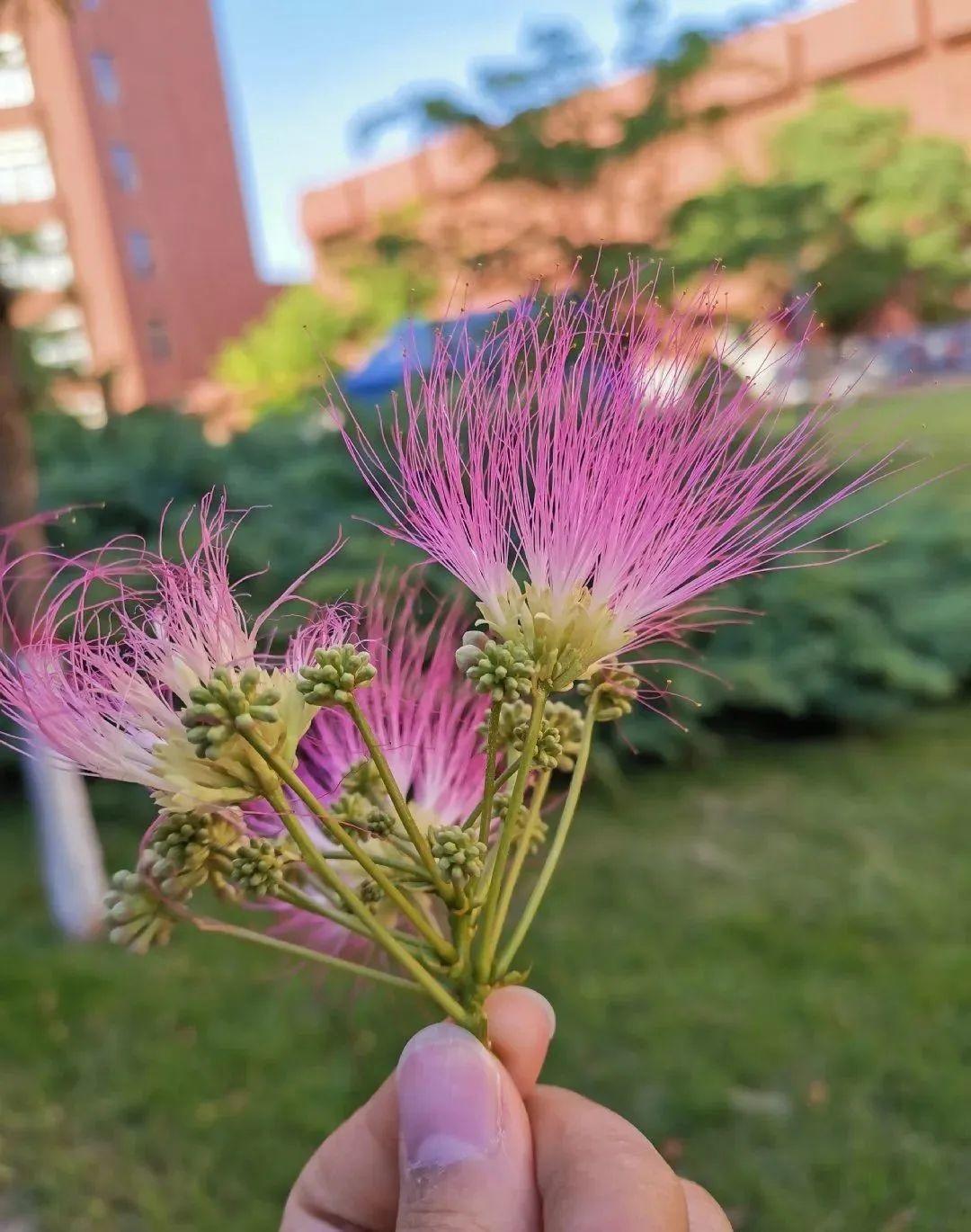 初夏最值得养的花,开花像是小扇子,真美!