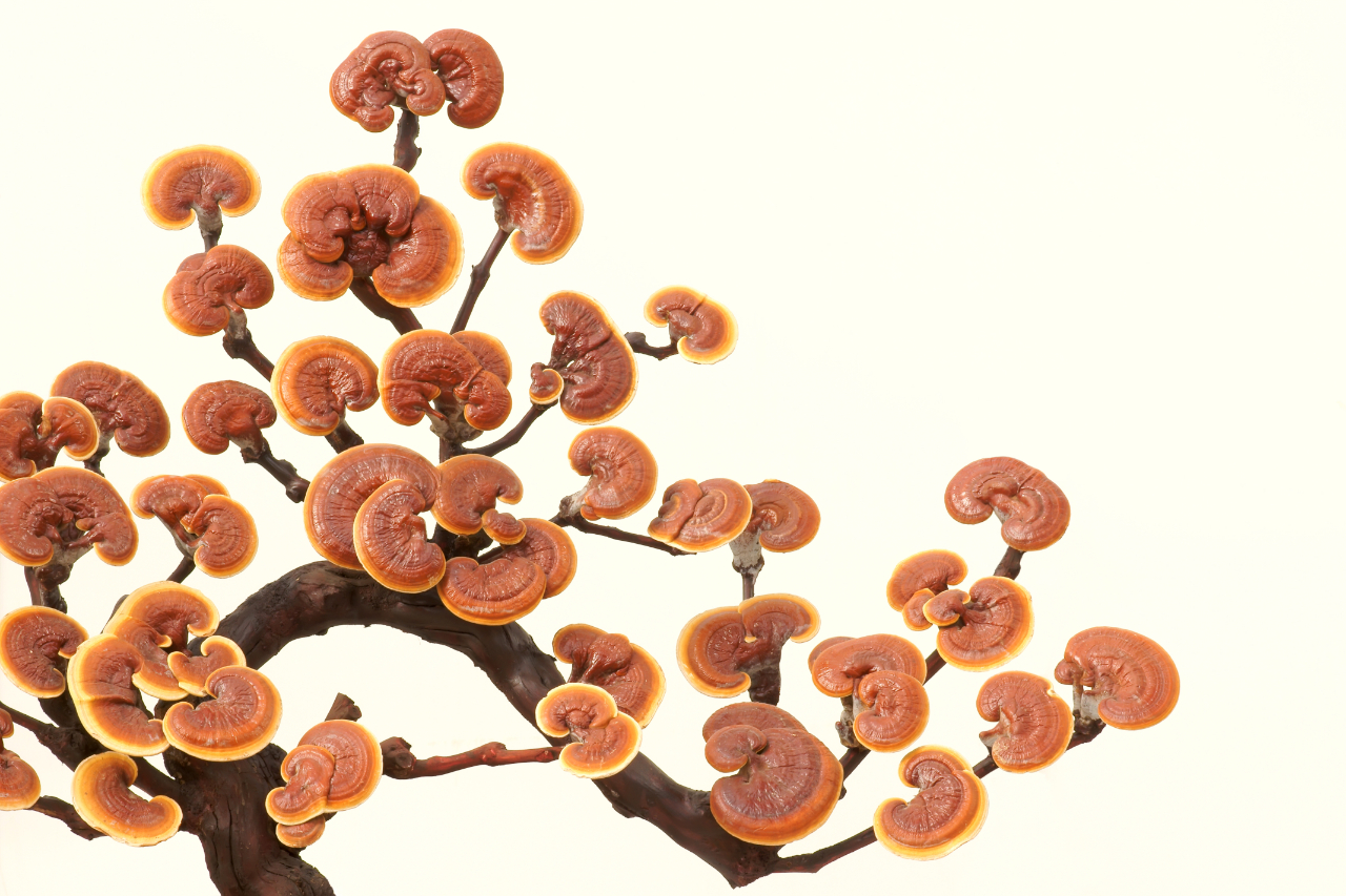 这种"灵芝"你知道吗?