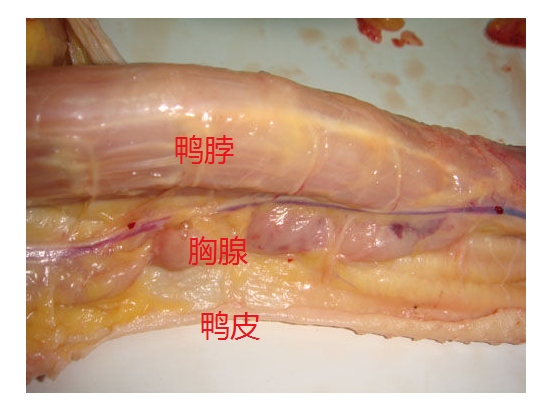 吃鸭脖容易得淋巴癌?是时候知道真相了