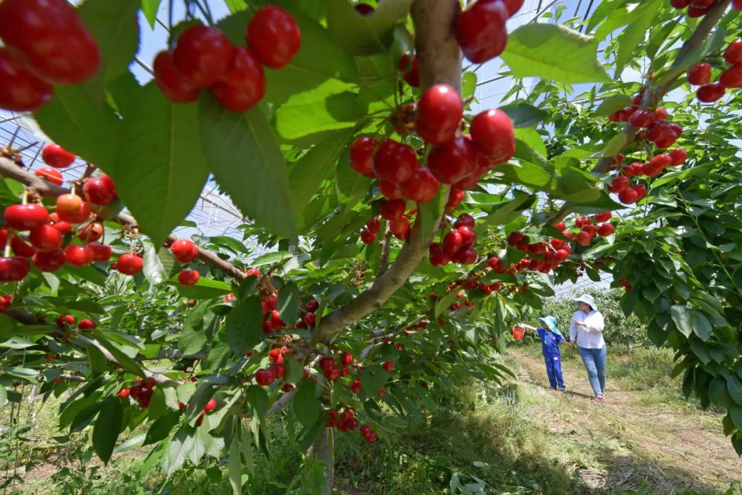 樱桃北京一男子破坏别人600多棵樱桃树还不认，法官一棵棵给他数！最后......