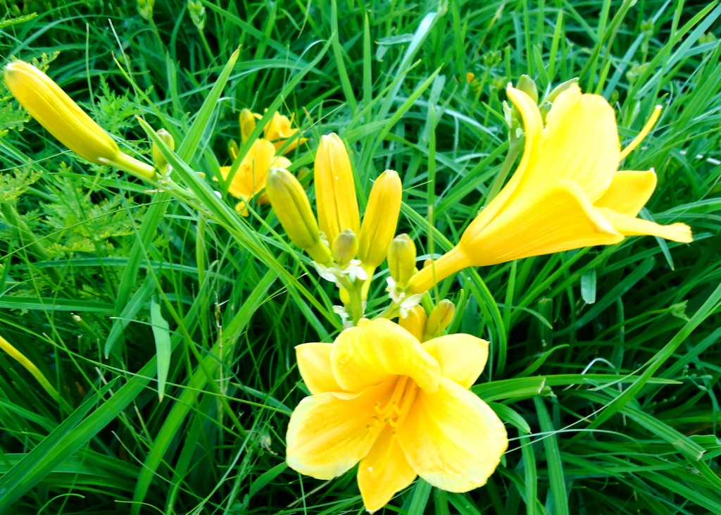 野黄花菜图片大全集图片