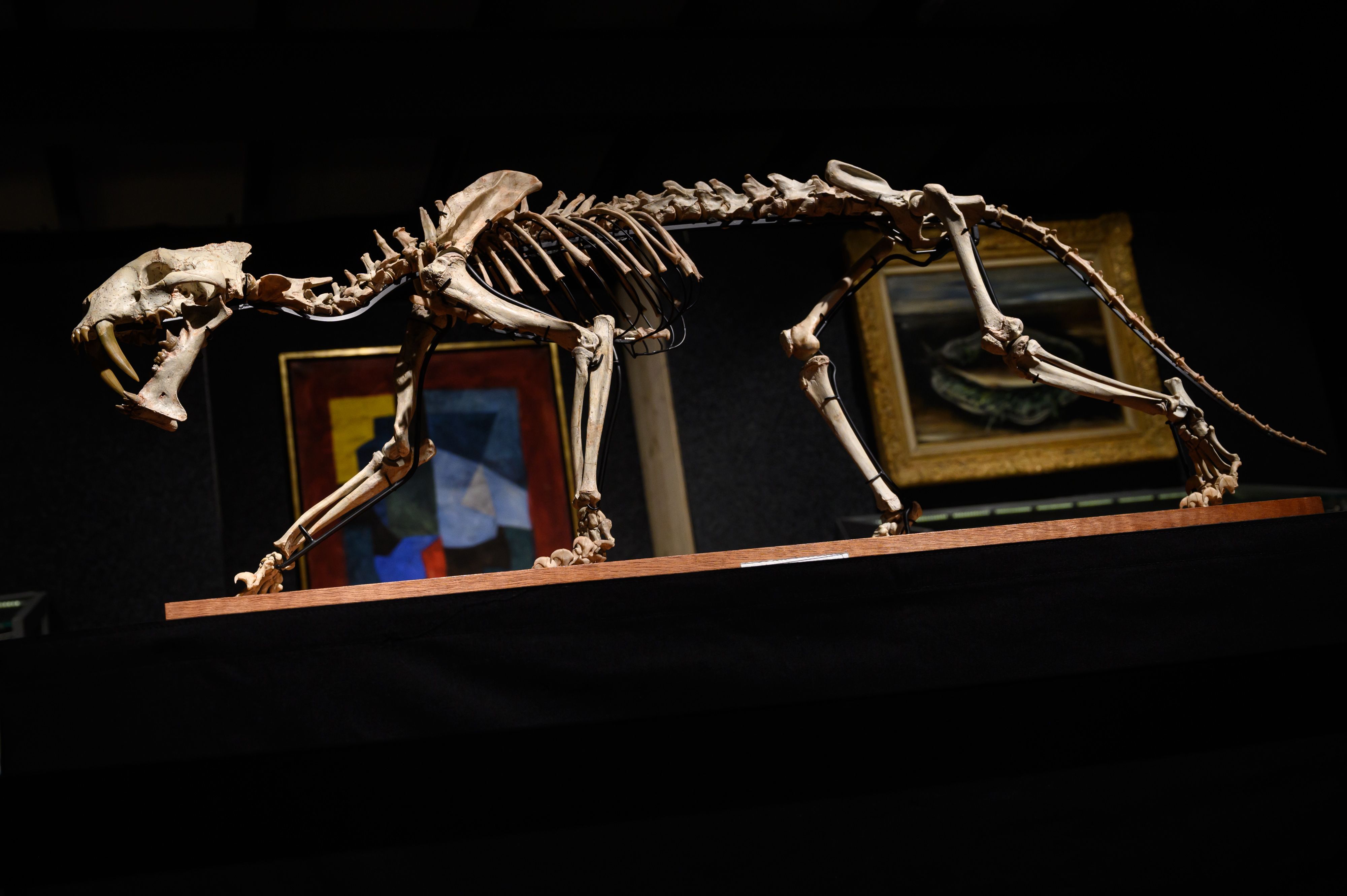 剑齿虎化石骨头图片