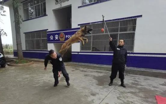 《犬王》导演姚守岗:为艺术炸死功勋犬,笑着说心里其实也不好受