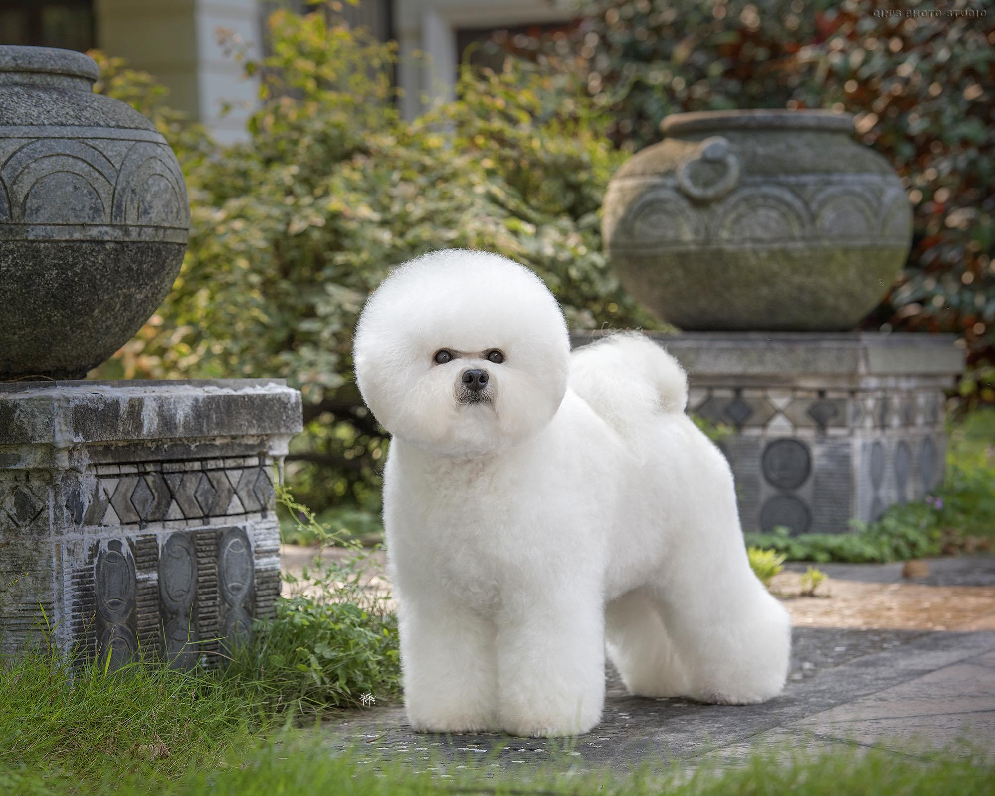 犬类品种大全 小型图片