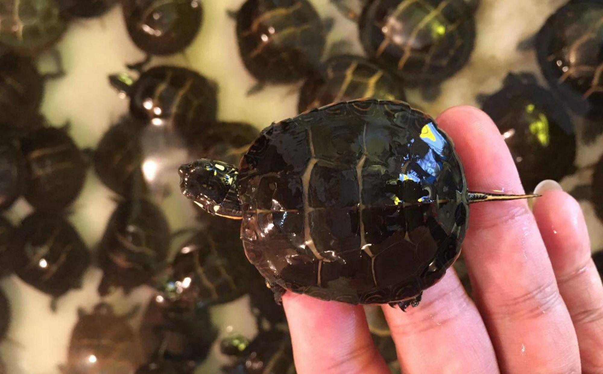 东锦龟可以深水养吗?