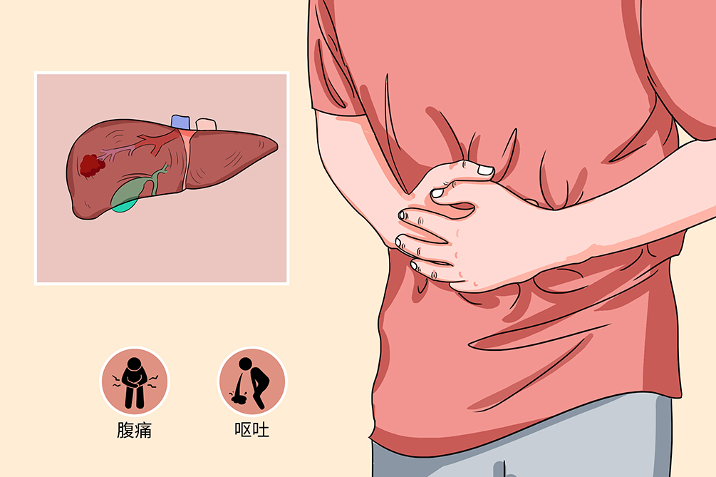肝脏的位置在哪里?