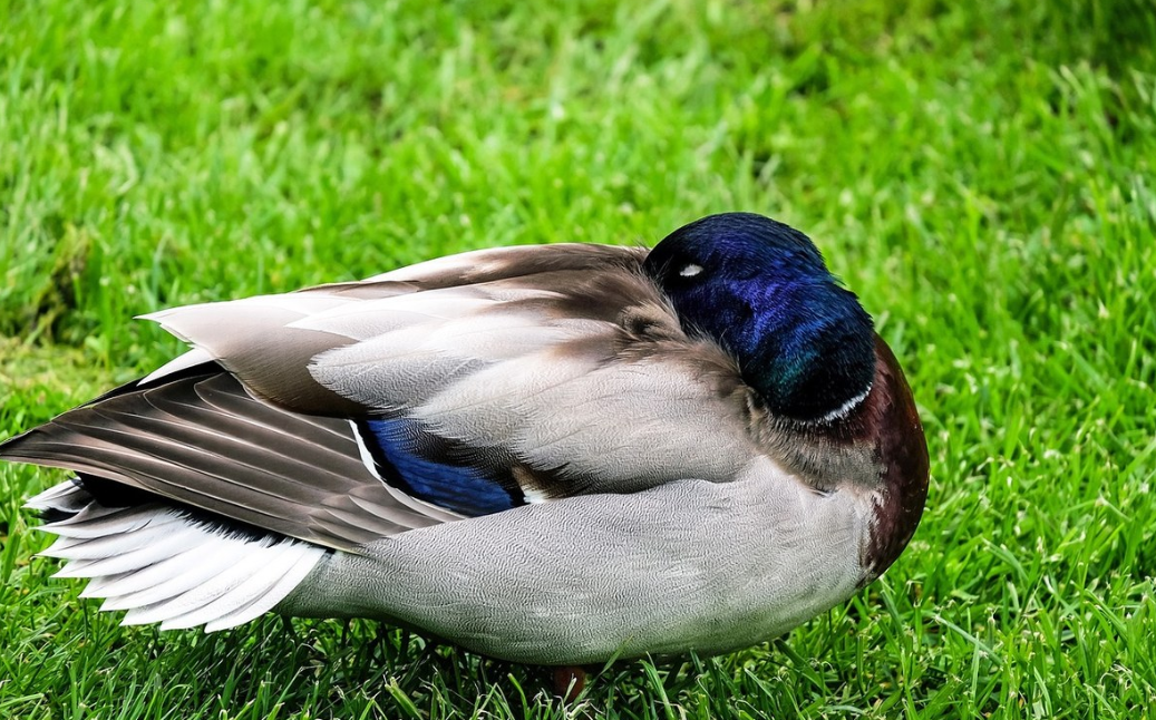 鸟类睡眠的秘密:它们为什么可以单眼睡觉,梦中创作,冬眠休眠?